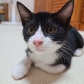 【ごてん】おかげ様で里親さまが決まりました！