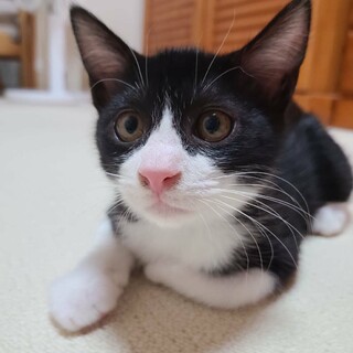 【ごてん】おかげ様で里親さまが決まりました！