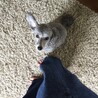 耳は大きめ