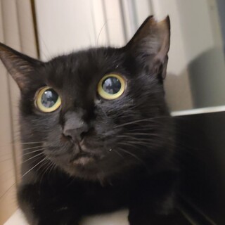 まん丸瞳の黒猫の女の子チョコちゃん♪　2歳程度