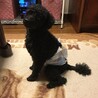 後脚が弱いのでお座りのスタイルが上手にできません