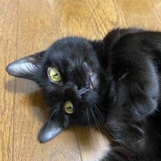ゴロゴロ黒猫ちゃん