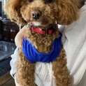 【トライアル中】人懐っこいトイプードル（成犬）です