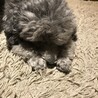 小さい頃から変わらない寝方