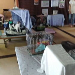 第１０回保護猫譲渡会in山口県 サムネイル3
