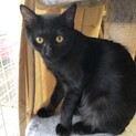 甘えん坊の黒猫ちゃん