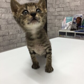 活発なキジトラ男の子