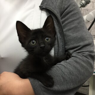 マイペースな黒猫男の子