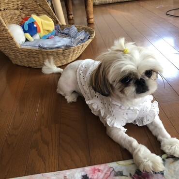 ここちゃん