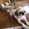 ここちゃん