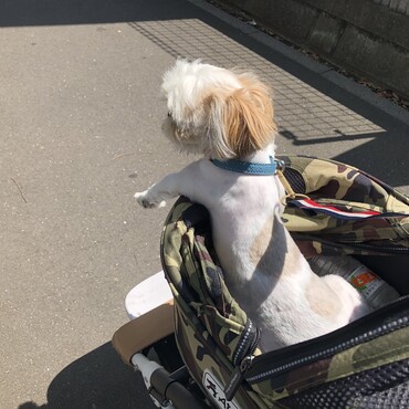 ここちゃん！カッコイイ