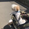 ここちゃん！カッコイイ