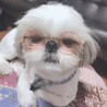 の写真