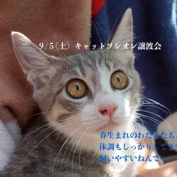 ＊子猫が中心譲渡会＊