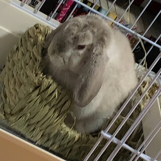 ホーランドロップ　オス