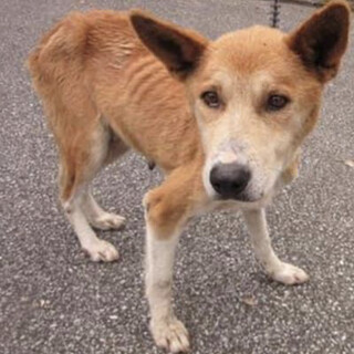 里親様決定しました！ありがとうございました✨✨