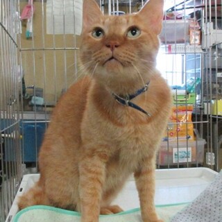 【飼い主引き取り】大きめ凛々しい茶トラくん