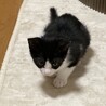 ミコト