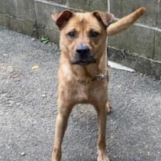 里親様決定しました！ありがとうございました✨