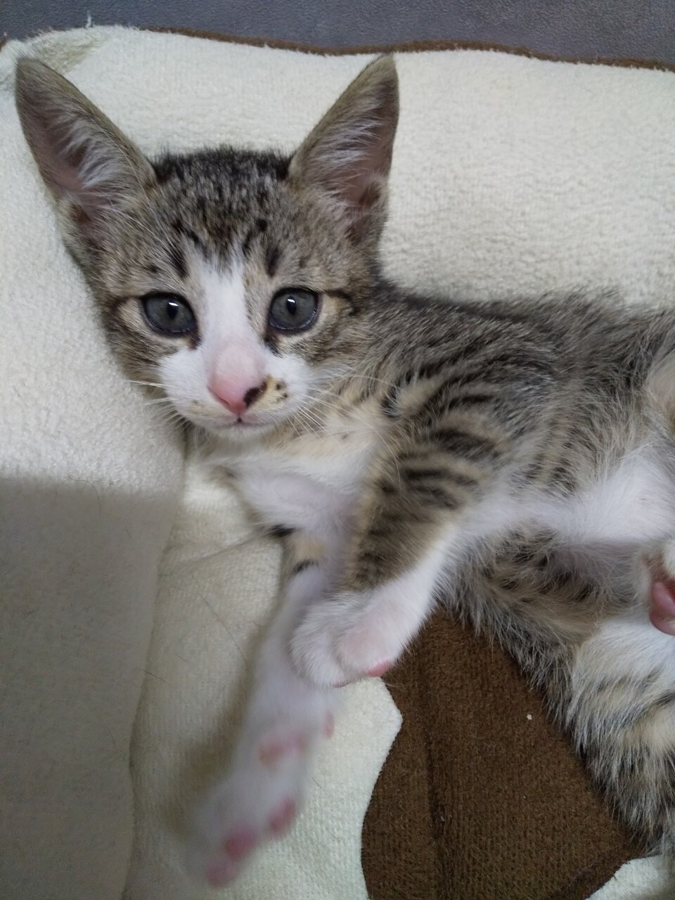 大きな瞳のきじしろ子猫 大阪府 猫の里親募集 ペットのおうち 月間利用者150万人