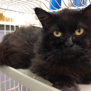 保護猫のご紹介！くろすけです！