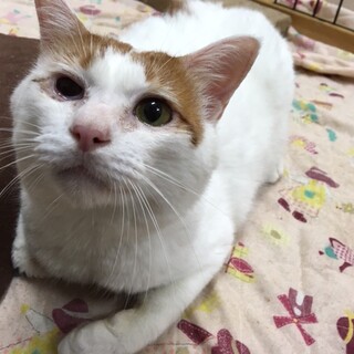 保護猫のご紹介！あまえんぼうのつがわさん！