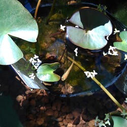 「メダカ日記⑦」サムネイル1