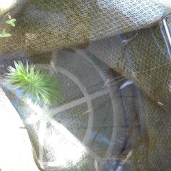 「メダカ日記⑦」サムネイル2