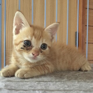 【お家が決まりました】茶トラの女の子