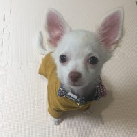 スキ