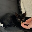 黒猫ジジ(仮）生後6~8週 元気食欲あり！