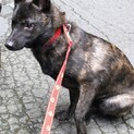 甲斐犬　むぎちゃん　(赤虎)