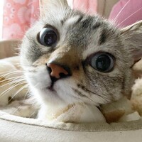 ティアラ