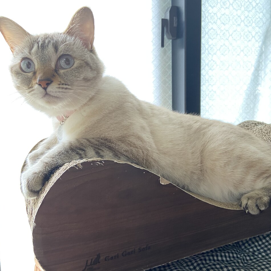 ティアラのカバー写真