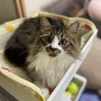 ラン