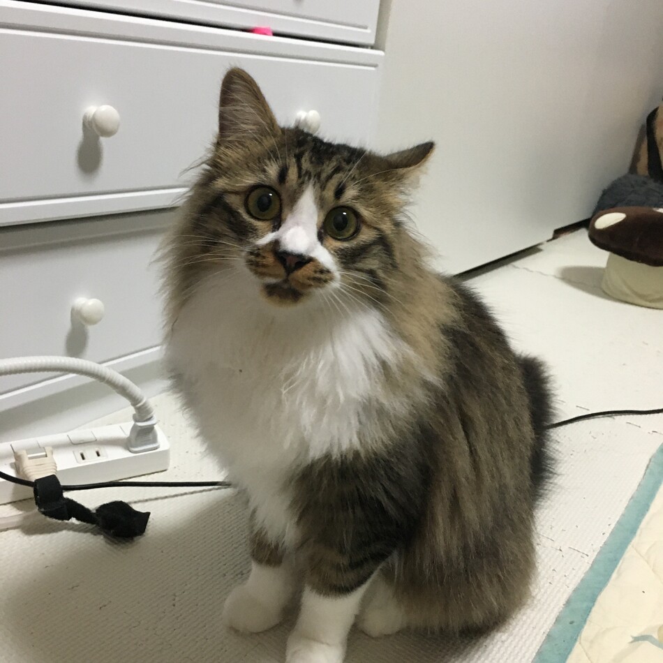 ランのカバー写真
