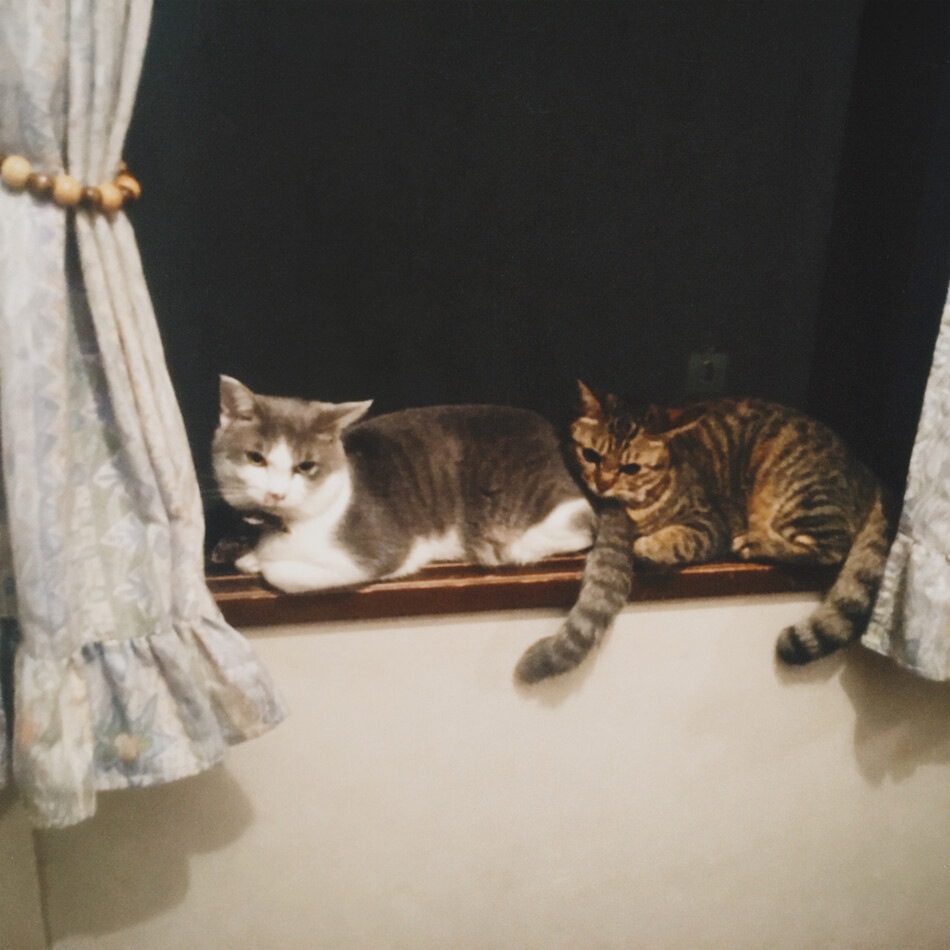 ごろりのカバー写真
