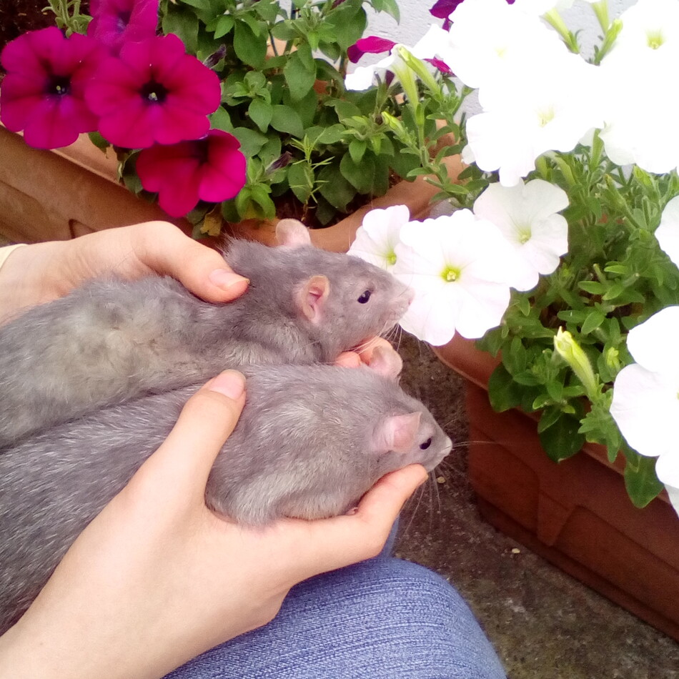 いねのカバー写真