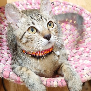 おねだり上手なキルシュちゃん