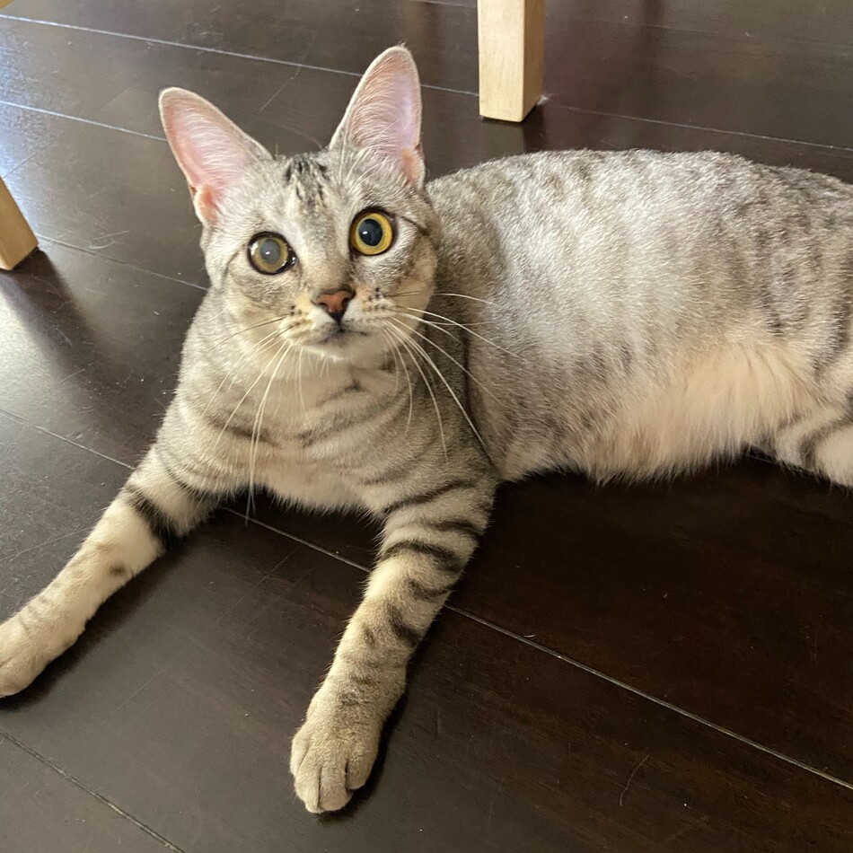ルナのカバー写真