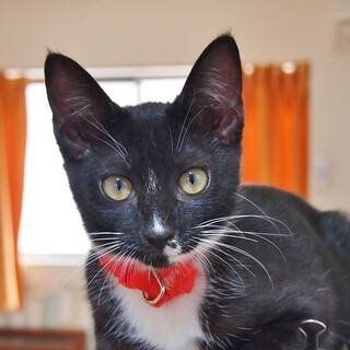 警戒心ゼロ☆飼いやすい白黒女子