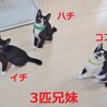 警戒心ゼロ☆飼いやすい白黒女子 サムネイル5