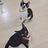 警戒心ゼロ☆飼いやすい白黒女子 サムネイル6