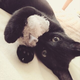 くっつき虫子猫のよろい君