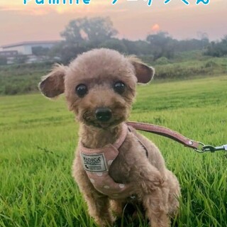 トイプードル ブーゲン君 里親様募集です☆