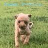 トイプードル ブーゲン君 里親様募集です☆ サムネイル2