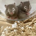 ハムスター里親募集中（シルバーセーブル）