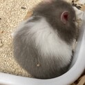 ハムスター里親募集中（シルバーセーブル）