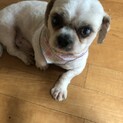 シーズオス3歳　兄弟犬