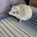 2歳オス　ハリネズミ